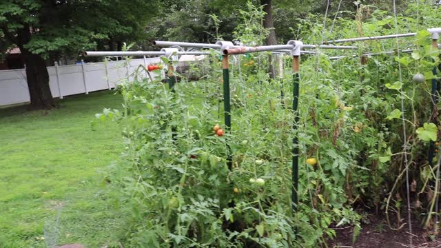 Get To Know About Pork Chop Heirloom Tomatoes