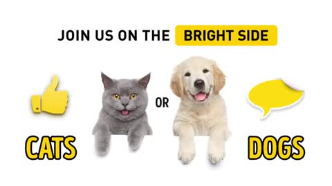 How to understand cats body language