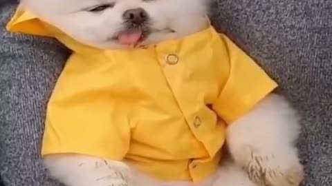 Dogs and Cats, Baby Pets Funny Videos