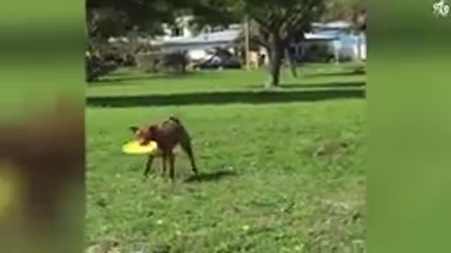 Dogs and cats being happy