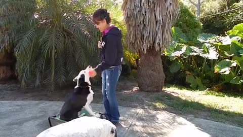 Puppy Training Dog Training