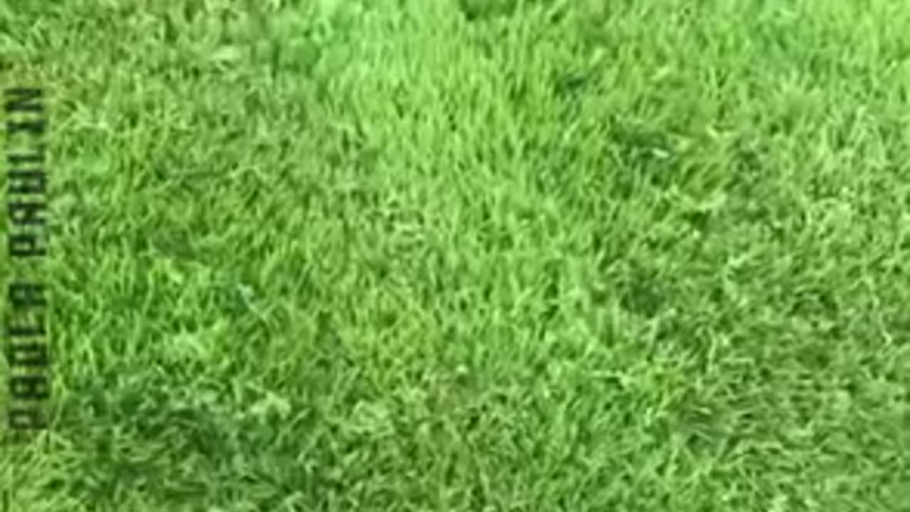 Oddly Satisfying Clips