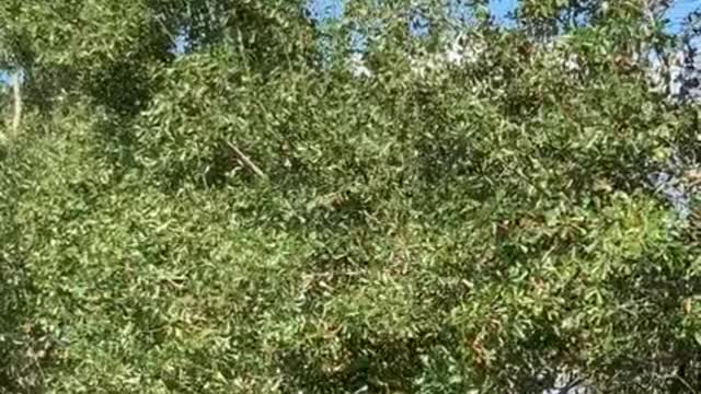 Cockatoo accepts promise of peach cobbler to come inside