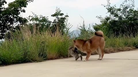 Dogs and rabbits are good friends