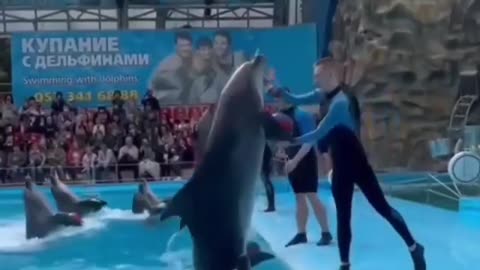 smart dolphin
