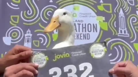 duck in the marathon