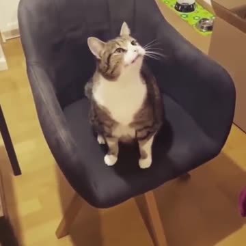 Cat Doesn't Want Owner to Stop Spinning Her