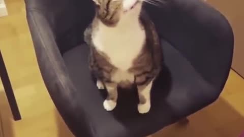 Cat Doesn't Want Owner to Stop Spinning Her