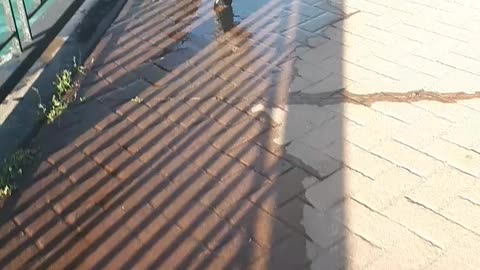 Puddle walks