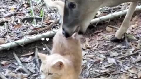 The most adorable duo is here to warm up your hearts! 🦌😺😍 ViralHog