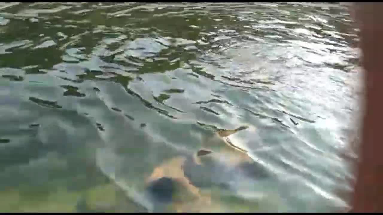 Funny Video