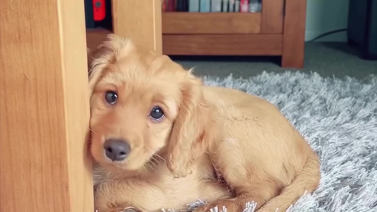 Play this video for your furry baby to see their adorable reaction