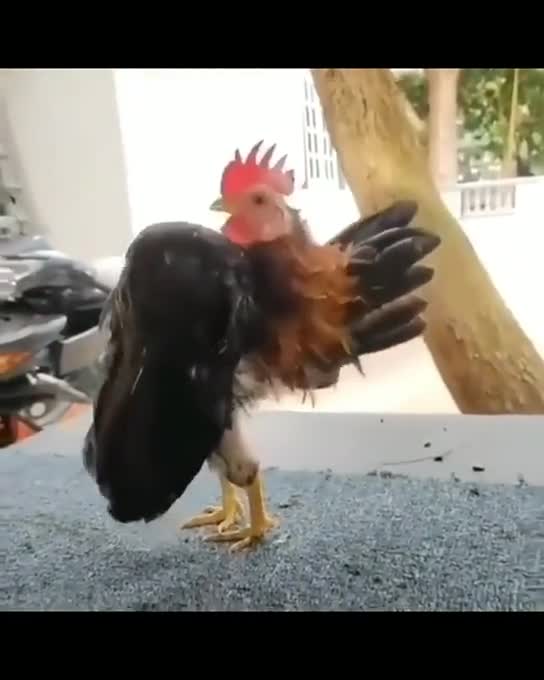 think of a stylish rooster😂😂😂