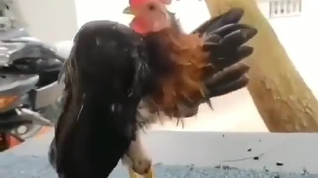 think of a stylish rooster😂😂😂