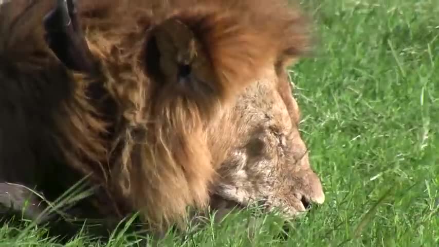 Male Loin kills baby Buffalo 🦁🦁🦁