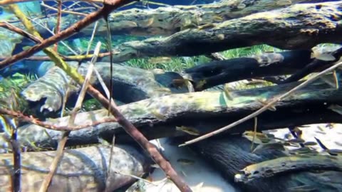 underwater view