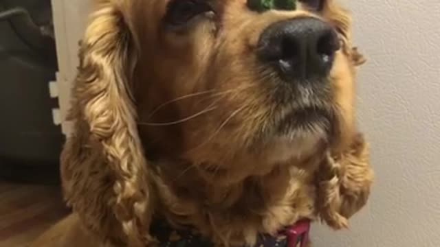 Brown cockerspaniel green treat on nose