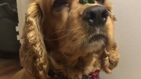 Brown cockerspaniel green treat on nose