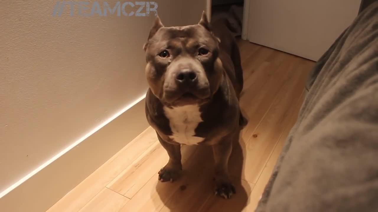 These american bully Is so intelligent check what happend!