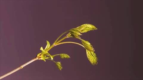 Time Lapse of a Plant | Watch it till end