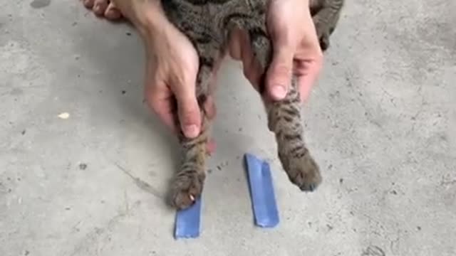 Top funny cat video
