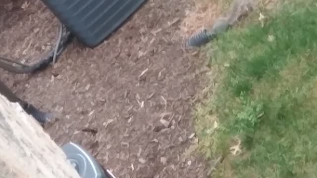 Squirrel