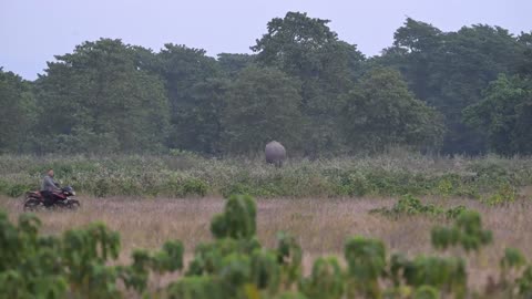 Elephant Running