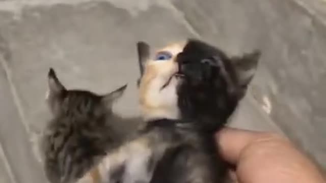 What kind of cat is this?