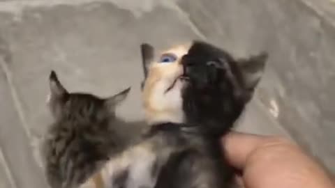 What kind of cat is this?