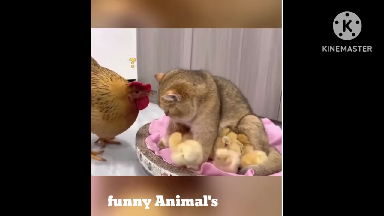 Funny chicken 🐔