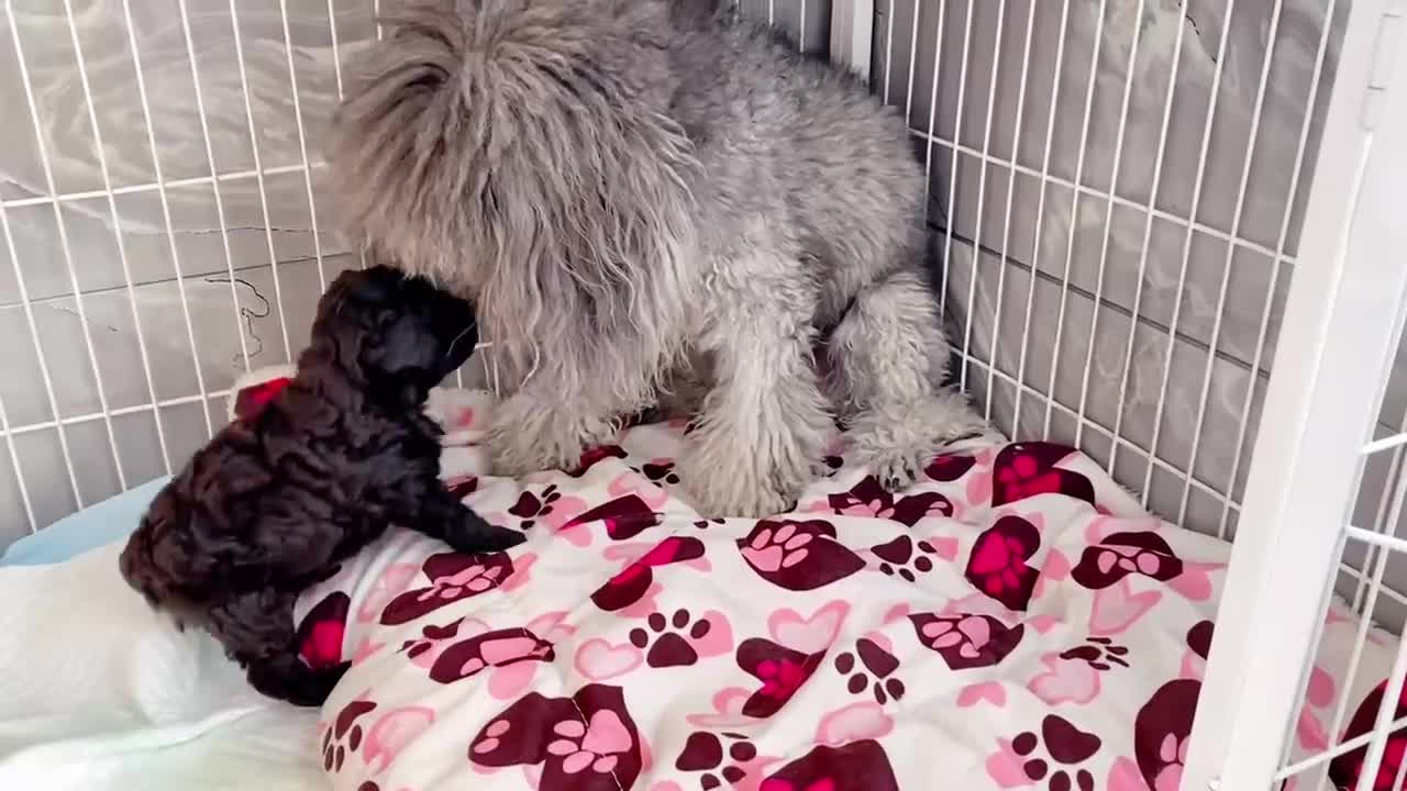 Mother dog and baby dog