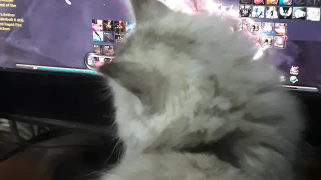 Carla Kitten Interested In Watching Online Games