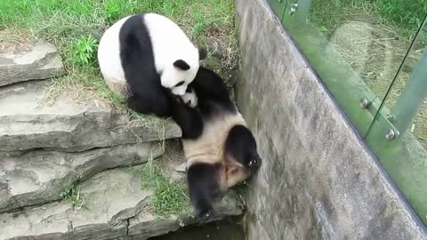 Pandas Fight Each Other - The 6th Round