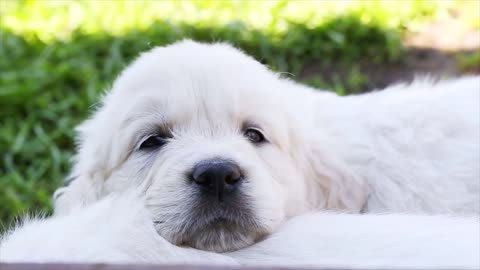 beautiful golden retriever puppy sleeping on nature