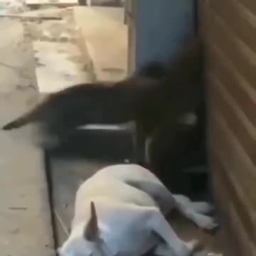 Funny animal video Sigma Cat