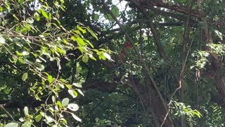 Papa Cardinal feeding young one