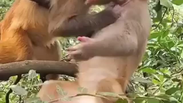 monkey kissing each other | monkey kissing video