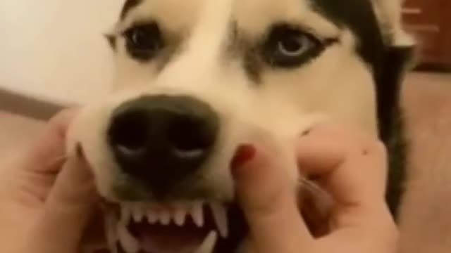 Huskies are phenomenal and did not let us down