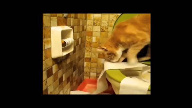 Cat using tailet training funny video don't miss