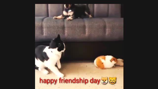 Funny dog & cat(Happy friendship day)