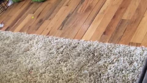 Blind and Deaf Dog Plays Fetch