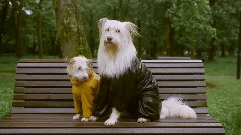 Just Two Best Friends Enjoying Rain