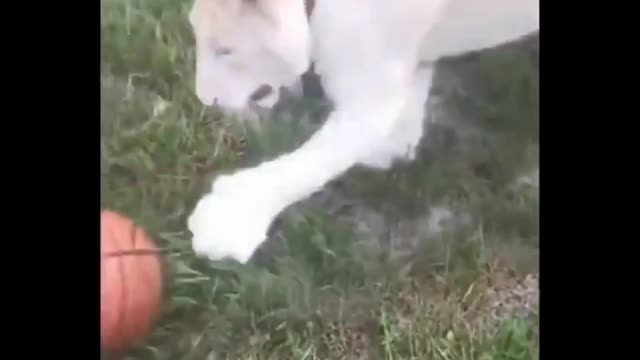 A kitten and its ball