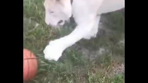 A kitten and its ball