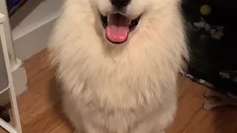 Dog Gets Towel Stuck on Head