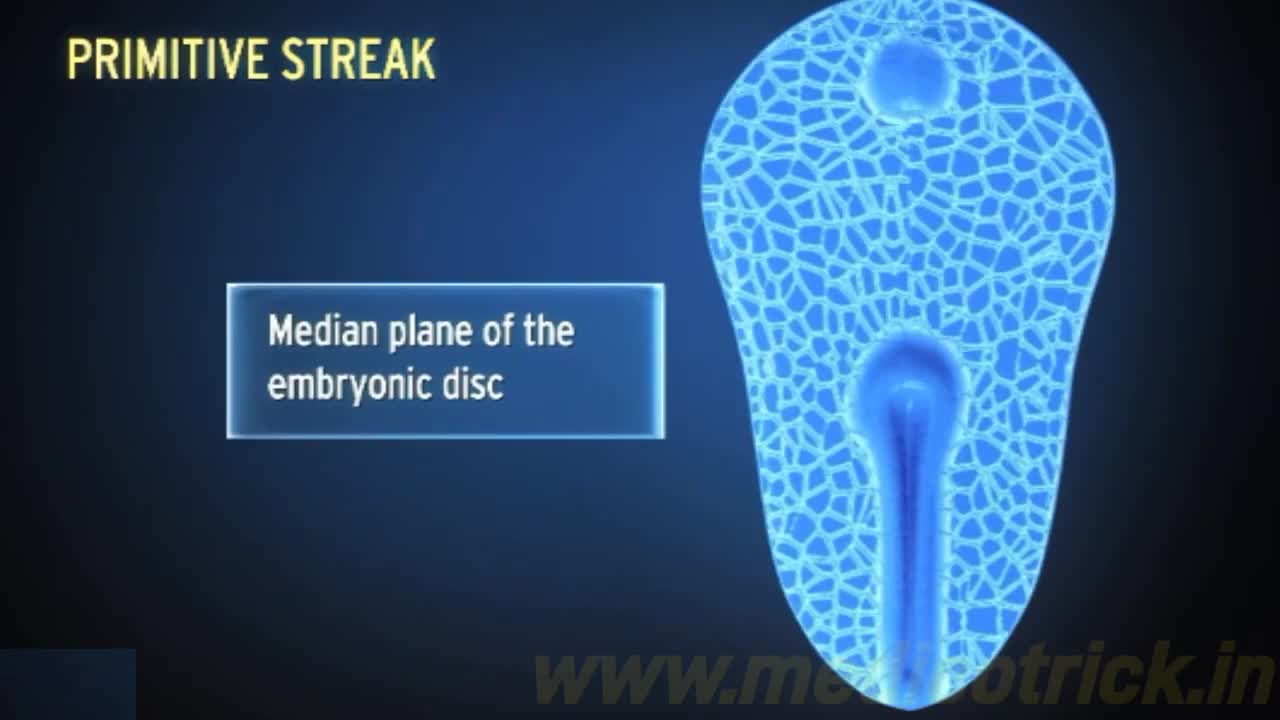 Primitive Streak || Fertilization|| female reproductive system