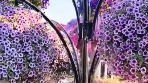 Dubai Miracle Garden 1