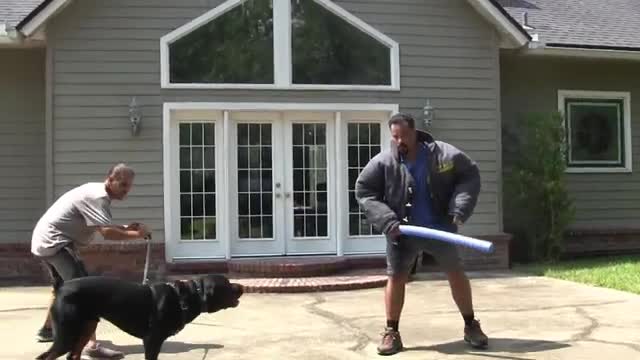 Guard Dog Training Step by Step