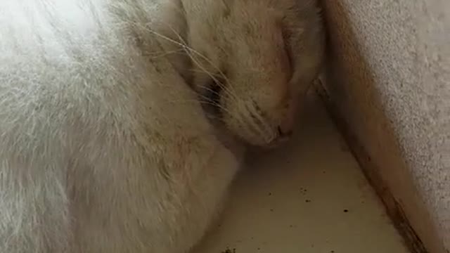 Cat sleeping deeply