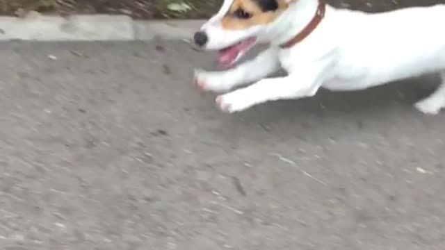 Cute puppy running on street